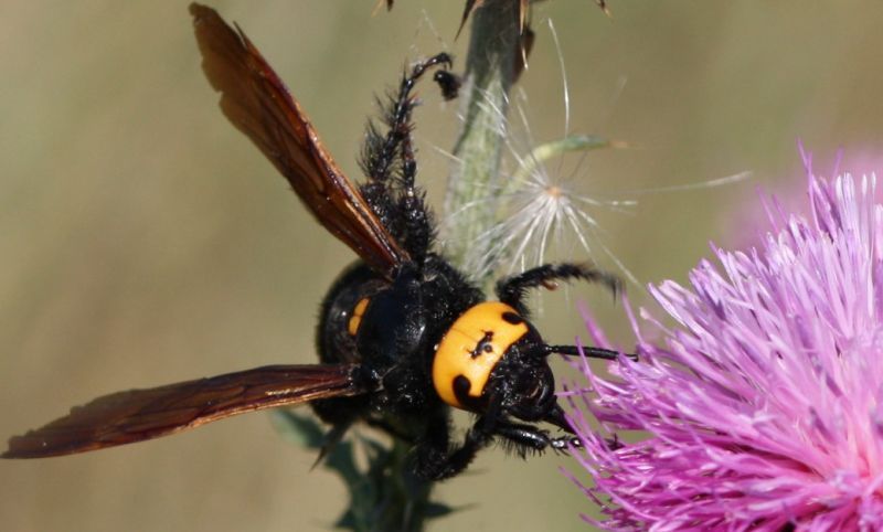 Scoliidae: femmina di Megascolia maculata flavifrons